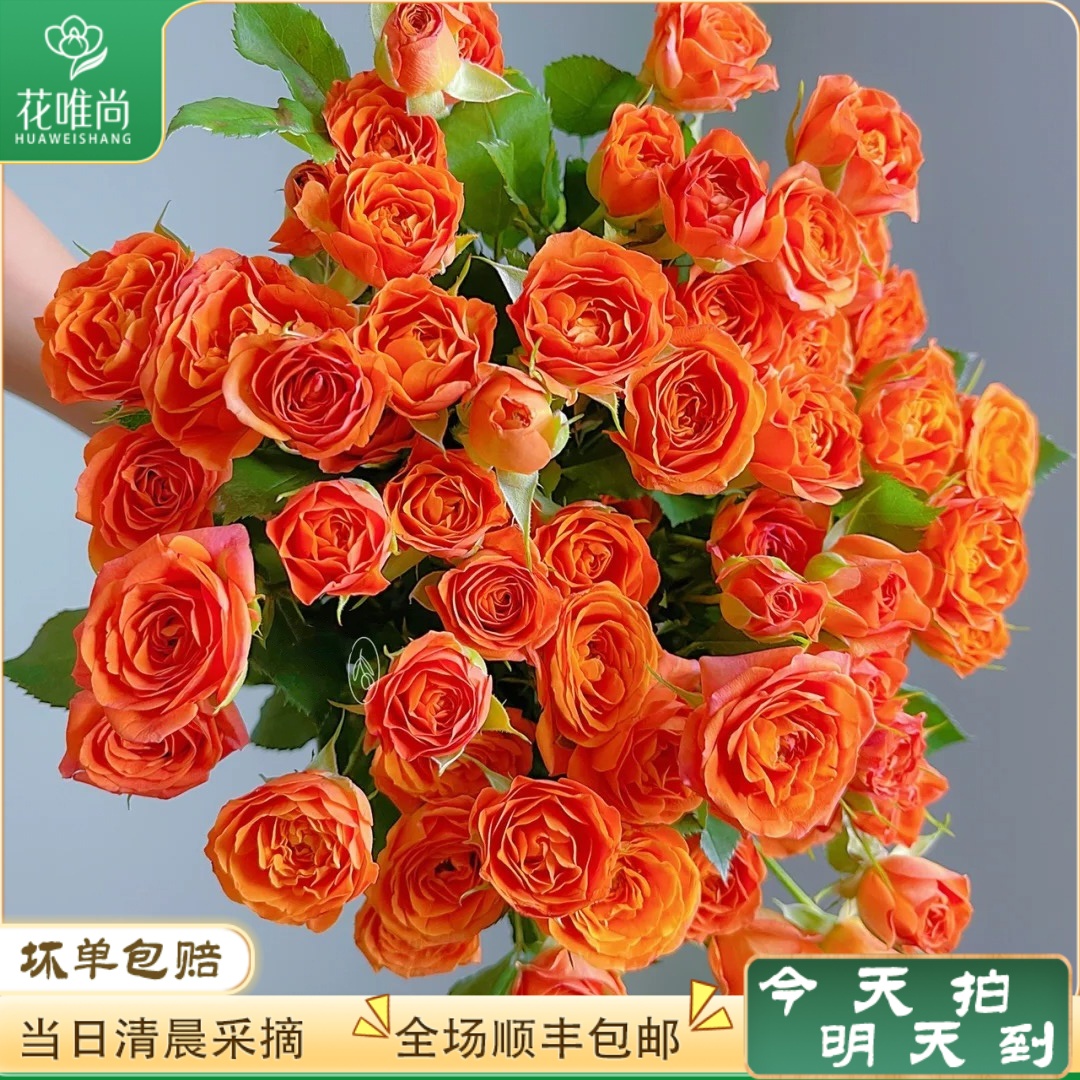 次日达 -【橙色芭比】5枝多头玫瑰鲜花鲜切花家居用花批发任意两单升级顺丰包邮三单送随机花瓶今天拍明天到