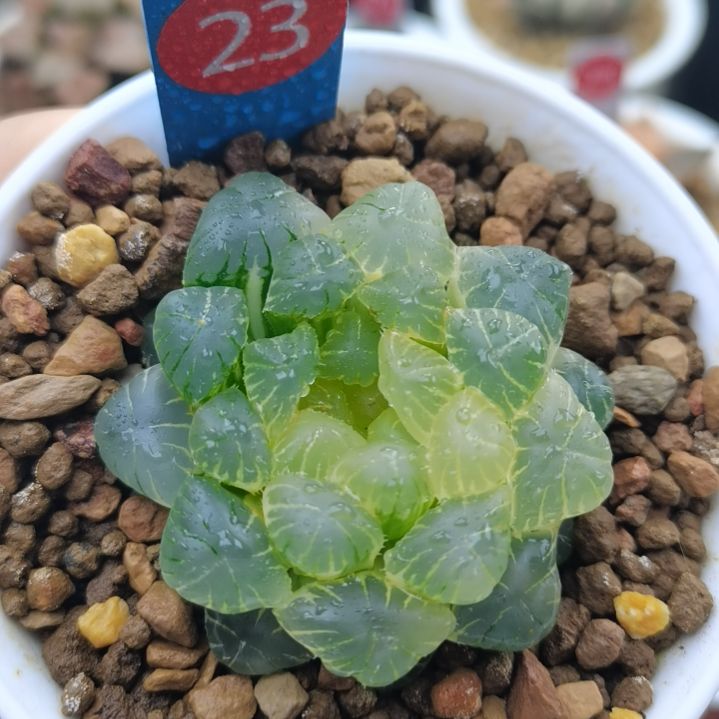 23号湖水实生一物一拍带盆土发货