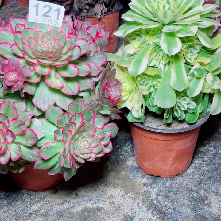 多肉植物组合121