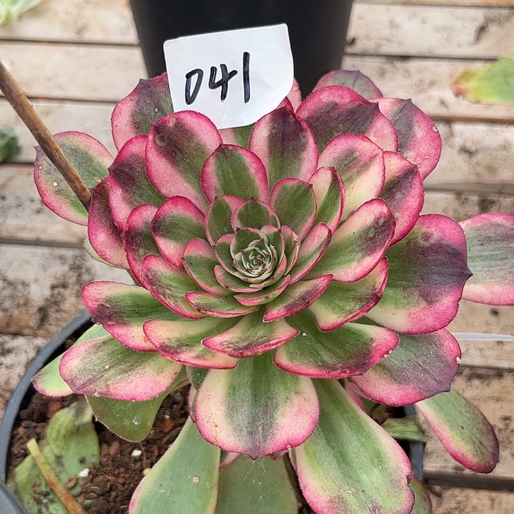 041海神多肉植物