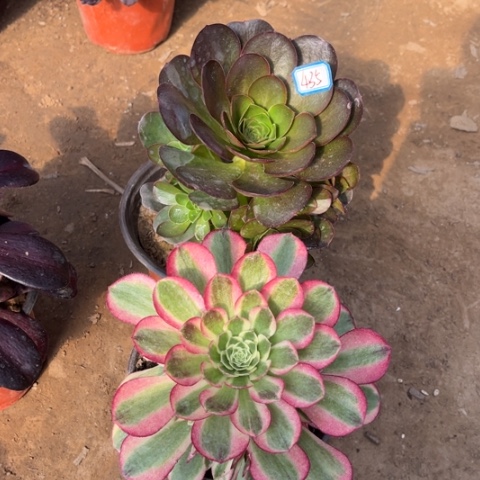 435多肉植物组合