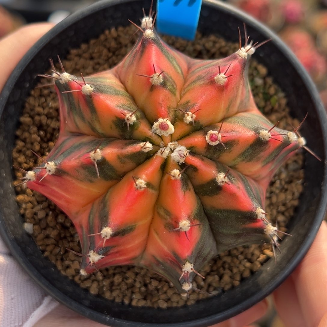 泰系实生虎斑米哈锦191