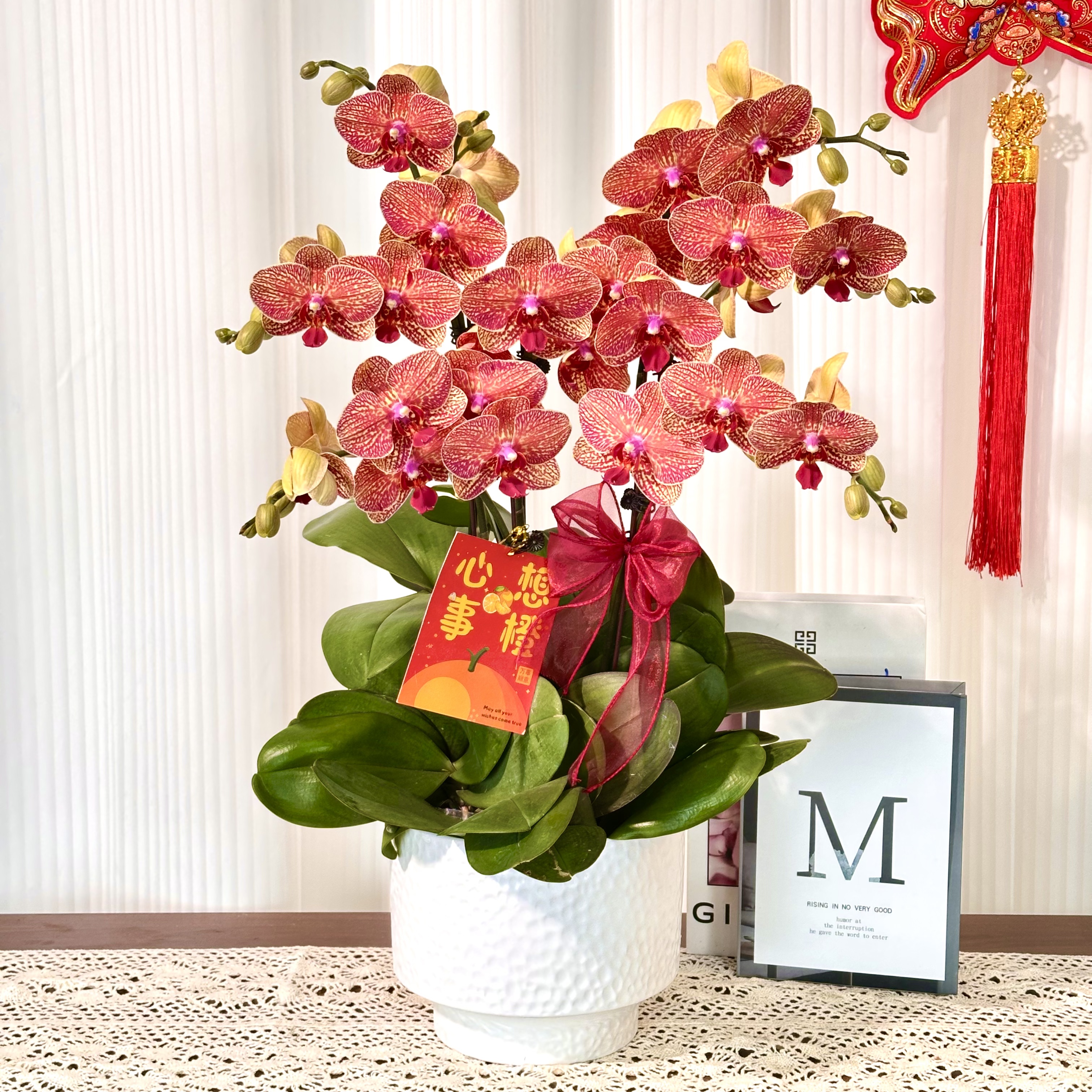 【黄金甲】蝴蝶兰鲜花精致组盆 开花株 室内绿植基地直发