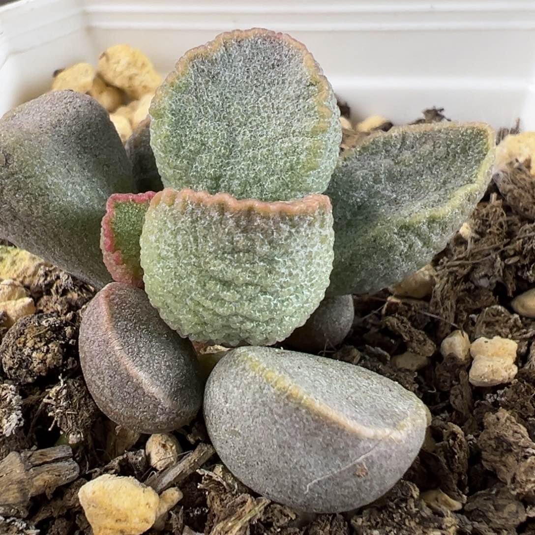 实生新品多肉植物水泡实生新品