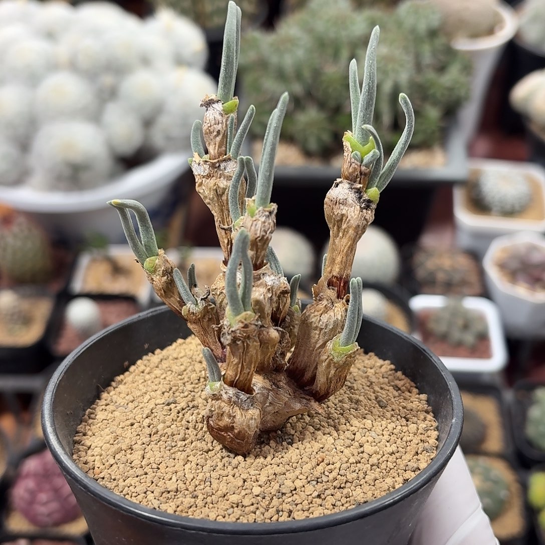 碧光环仙人球123426