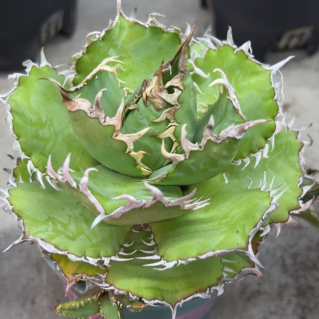 加***文蕾丝一物一拍偏远不包邮不退不换