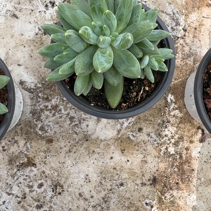 阿帝斯托新号福利价