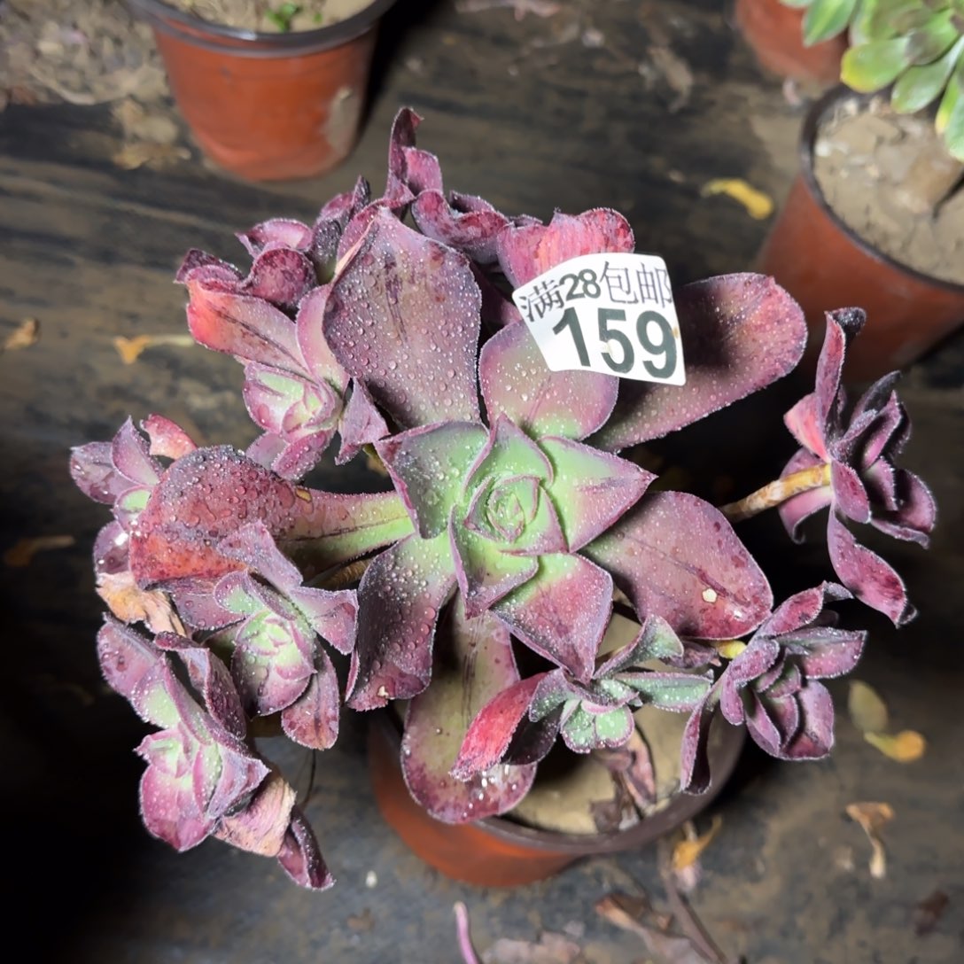 红富士多肉159满28包邮断枝不包