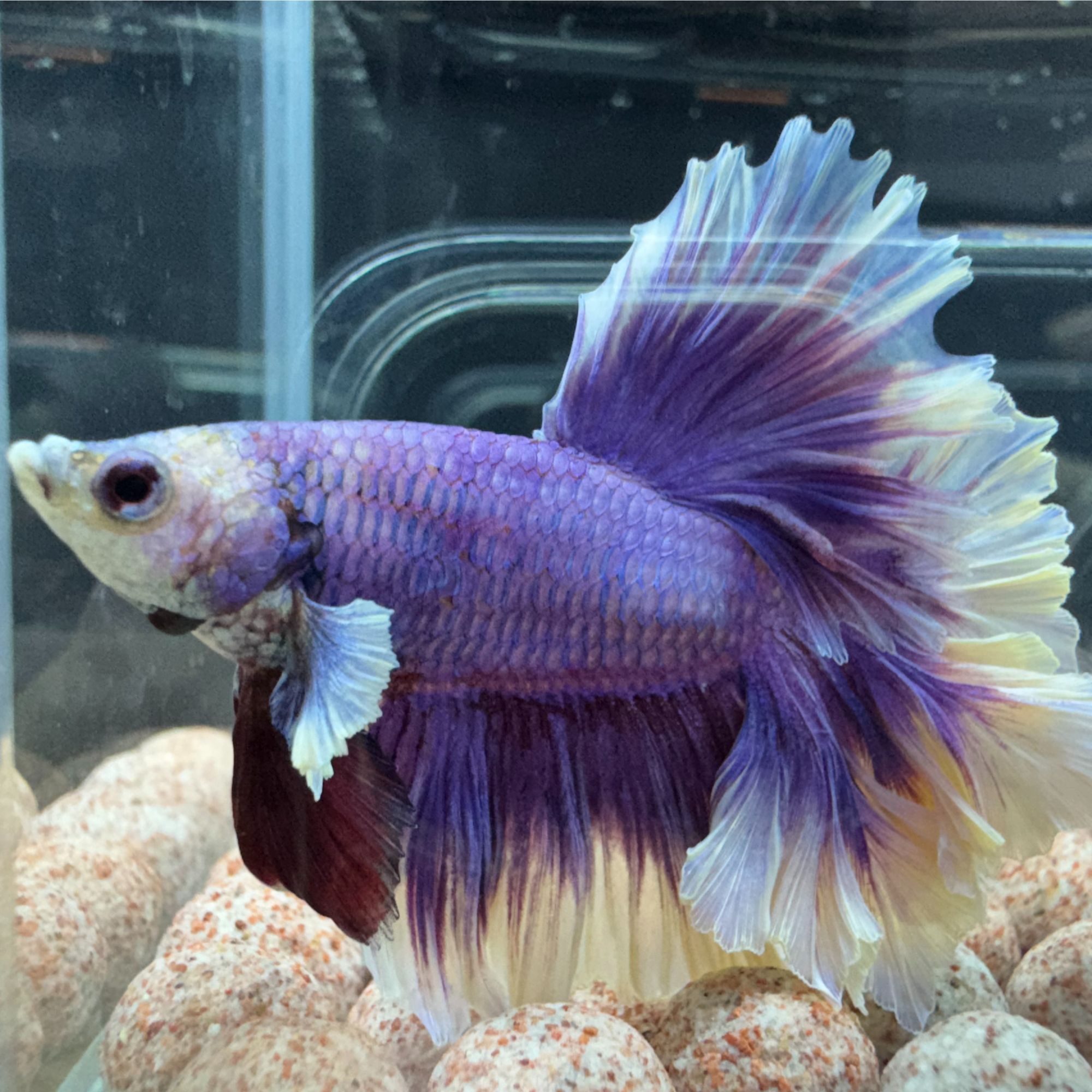 泰国精品斗鱼达达水族直播选号271-360号观赏鱼半月狮王将军马尾