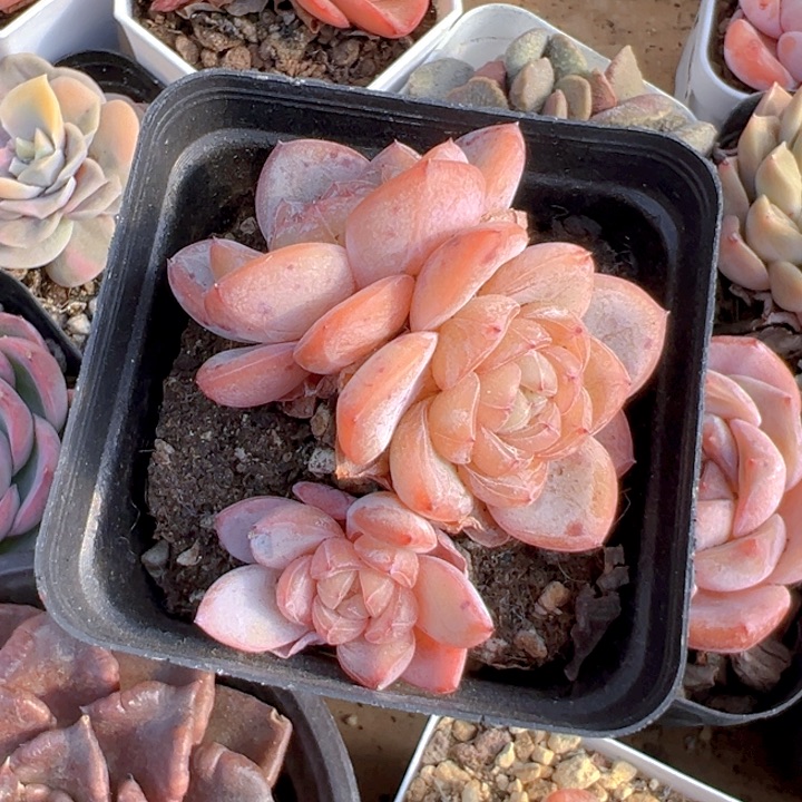 3头星星珍妮【一物一拍】两单包邮