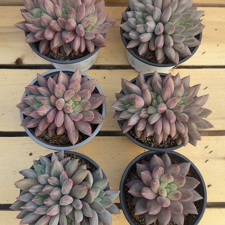 无花朵正版水晶球组合六颗