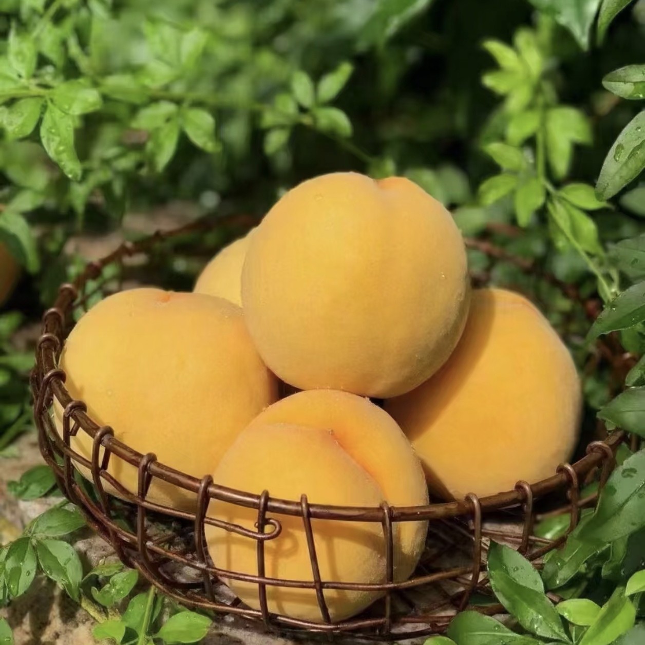 黄金蜜1号6月上旬（黄金蜜露7月下旬）成熟南北方种植