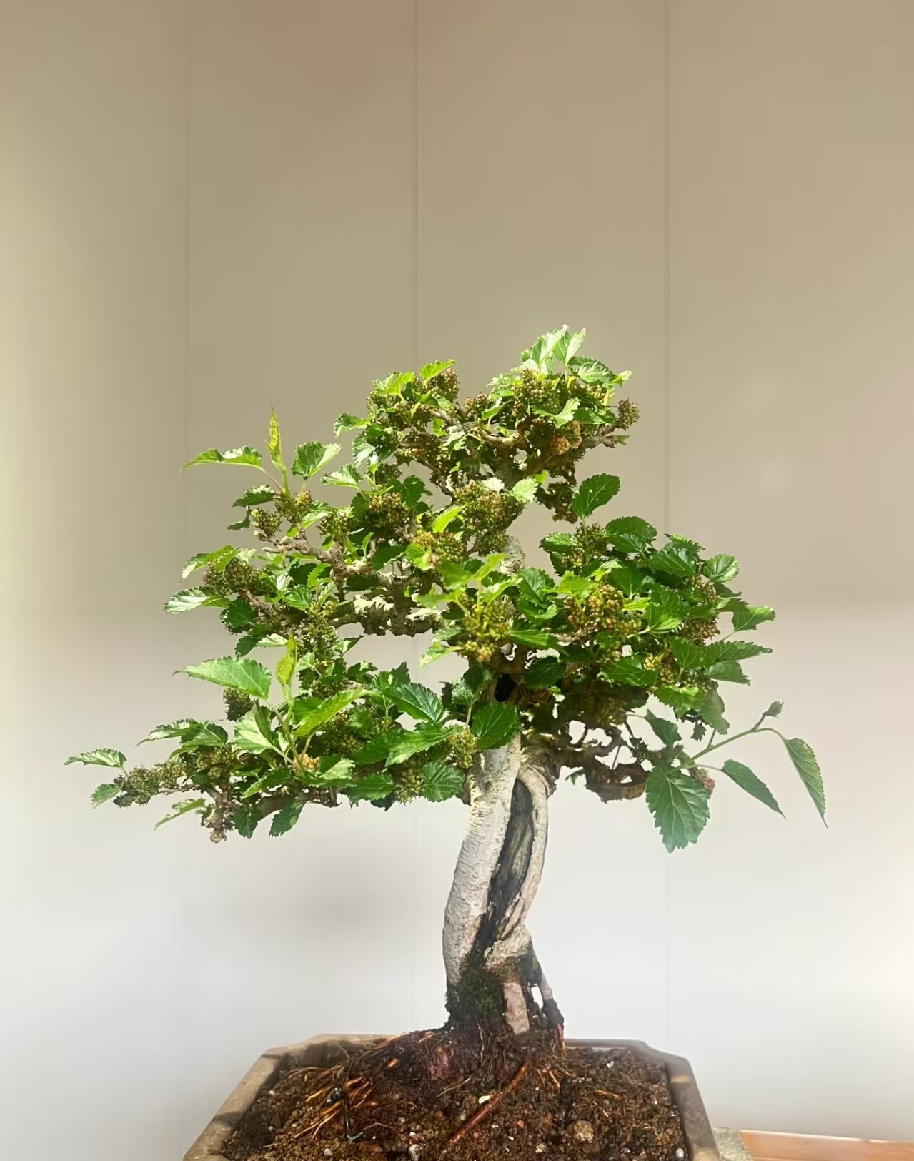 四季果桑（一物一拍）