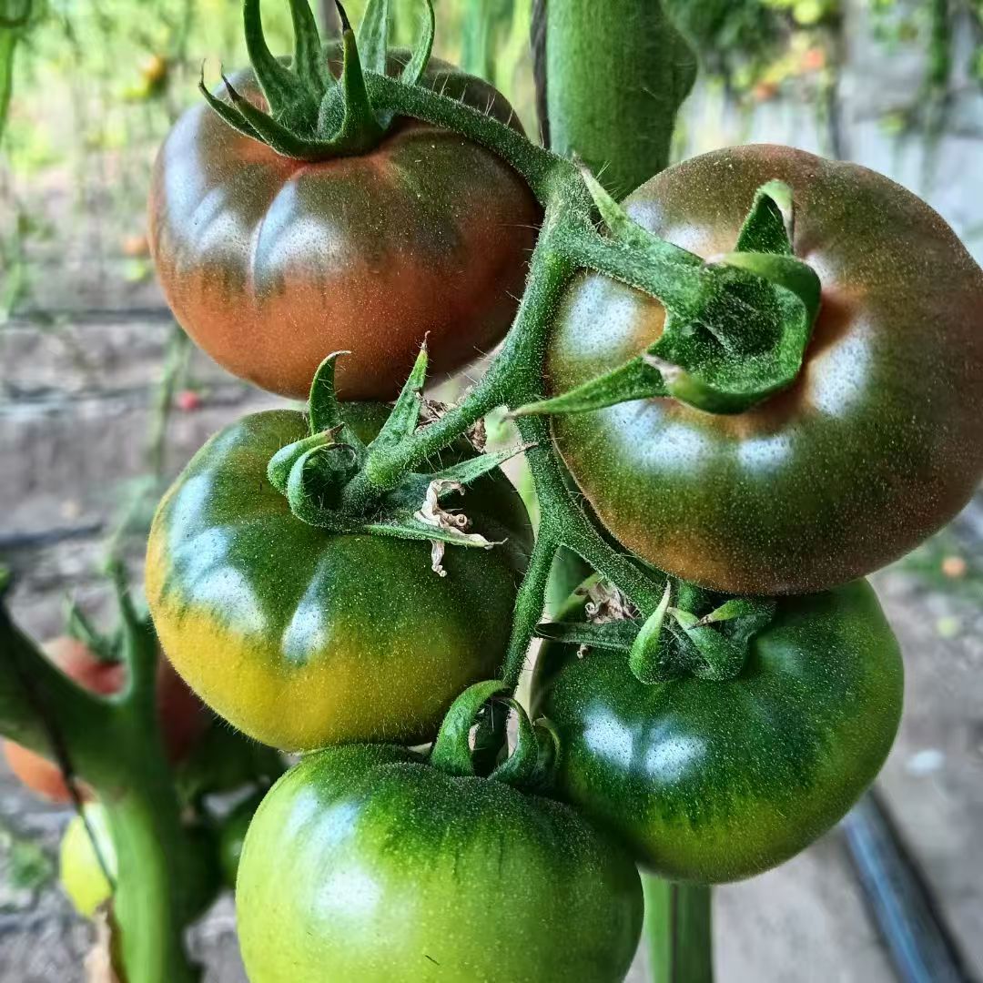 盘锦碱地柿子顺丰包邮(5斤小果）