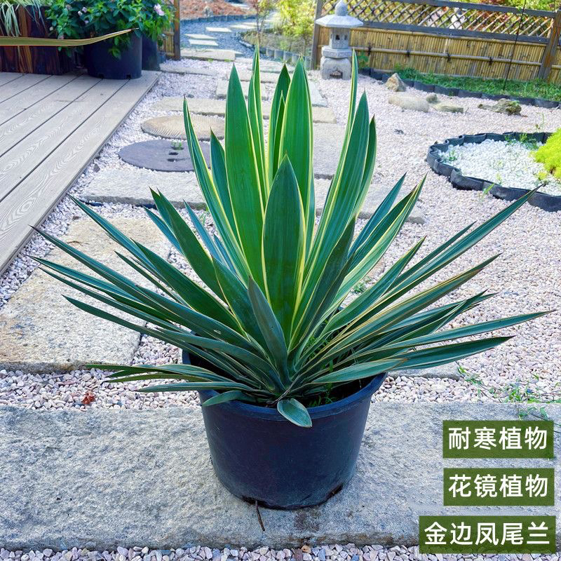 金边凤尾兰庭院花园花镜造景四季常青四季开花