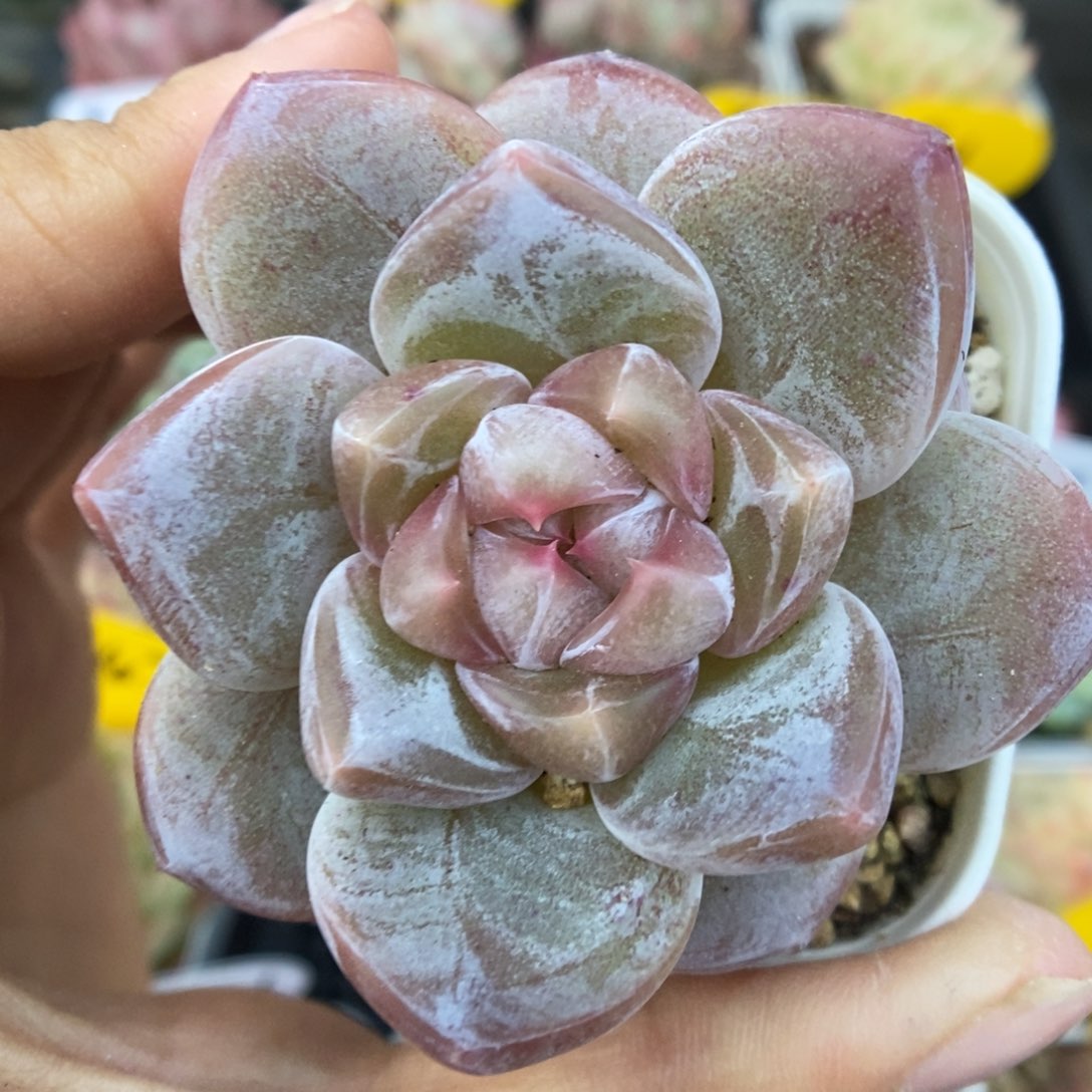 钻心珍妮可拍653号