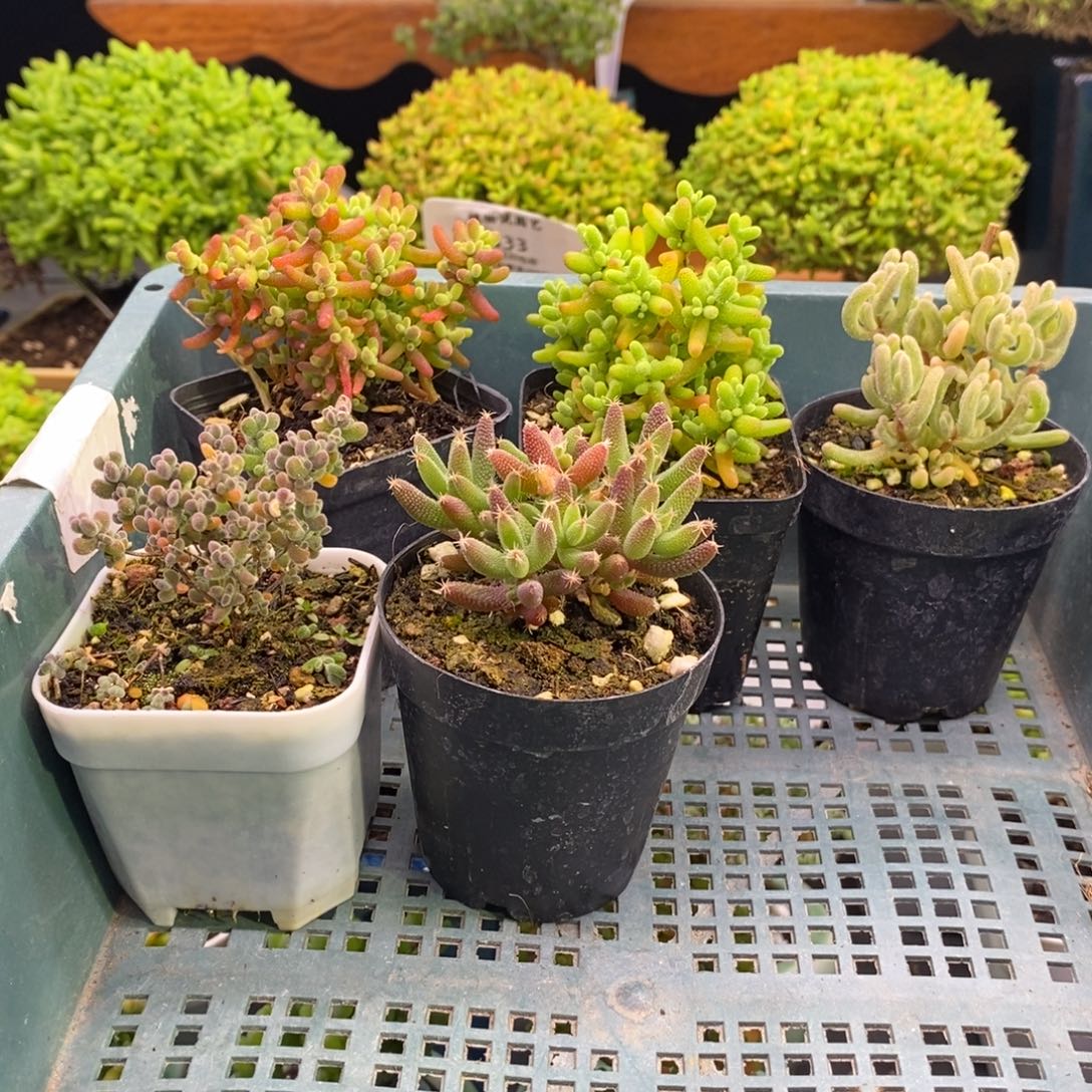 言***@404新手套餐。          