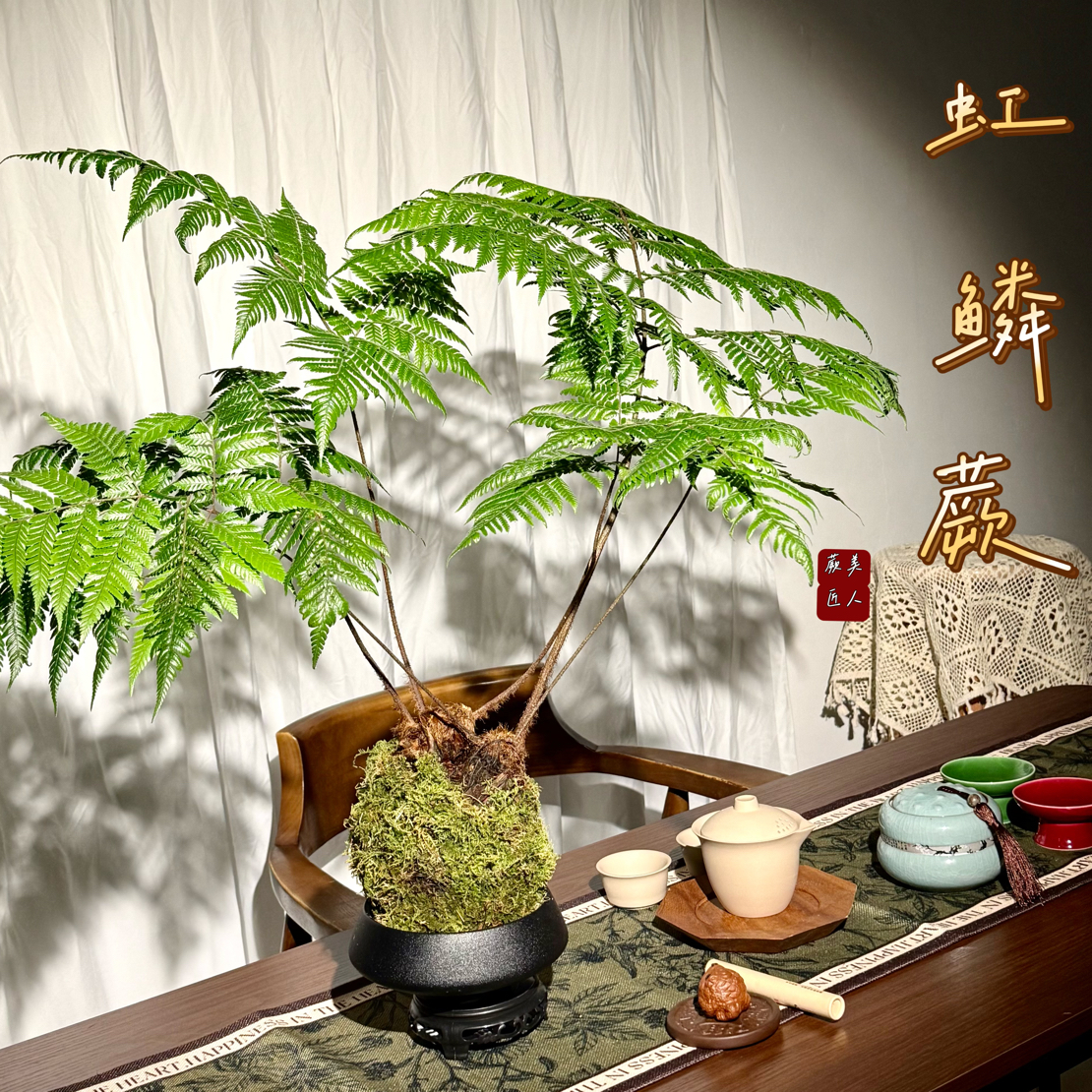 虹鳞蕨苔藓球水培绿植室内禅意观叶植物净化空气书房办公室耐低温