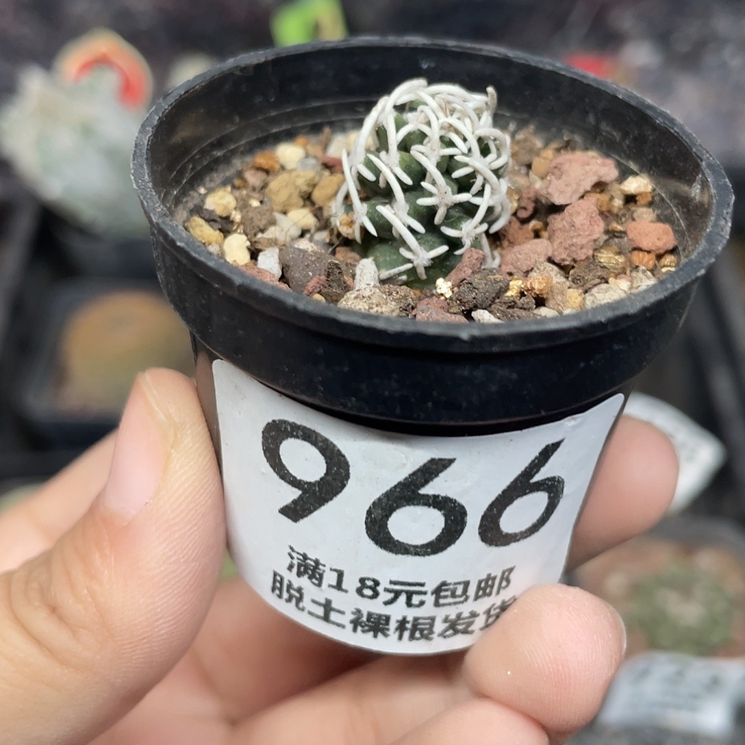 966飞鸟仙人球植物
