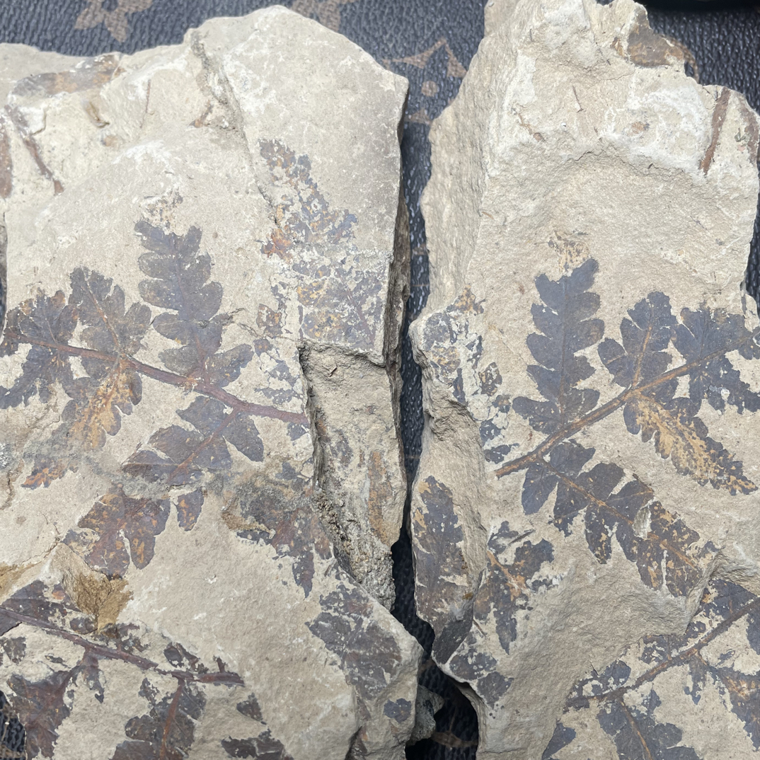 辽西植物家居摆件