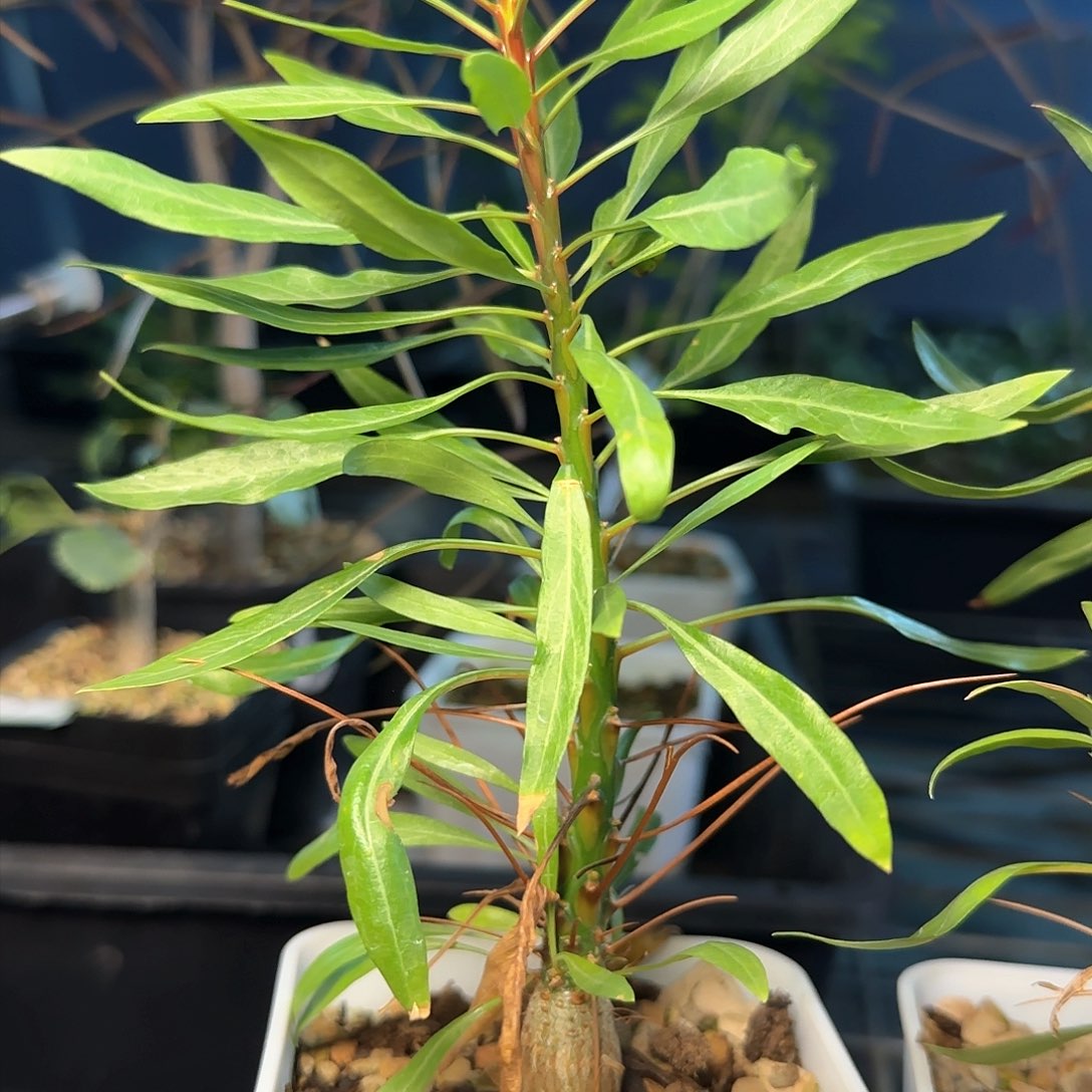 多肉植物紫福贵花
