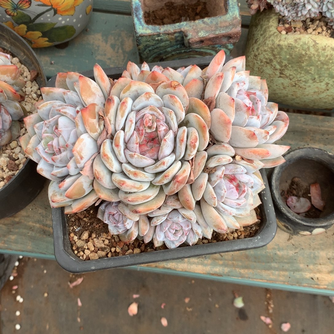 无花朵婷婷哈哈哈多肉植物