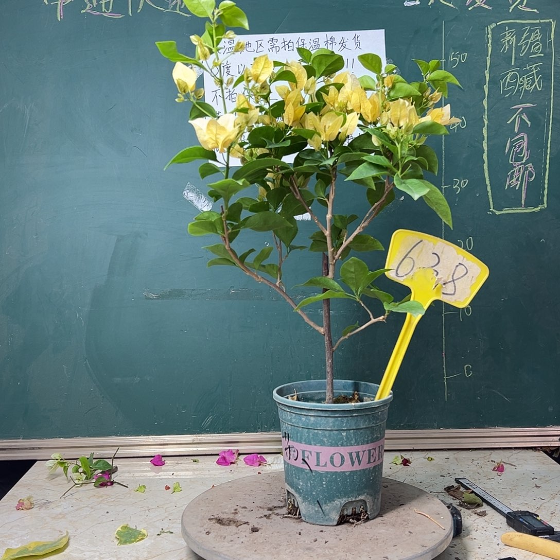 全部花苞苏瓦娜 638