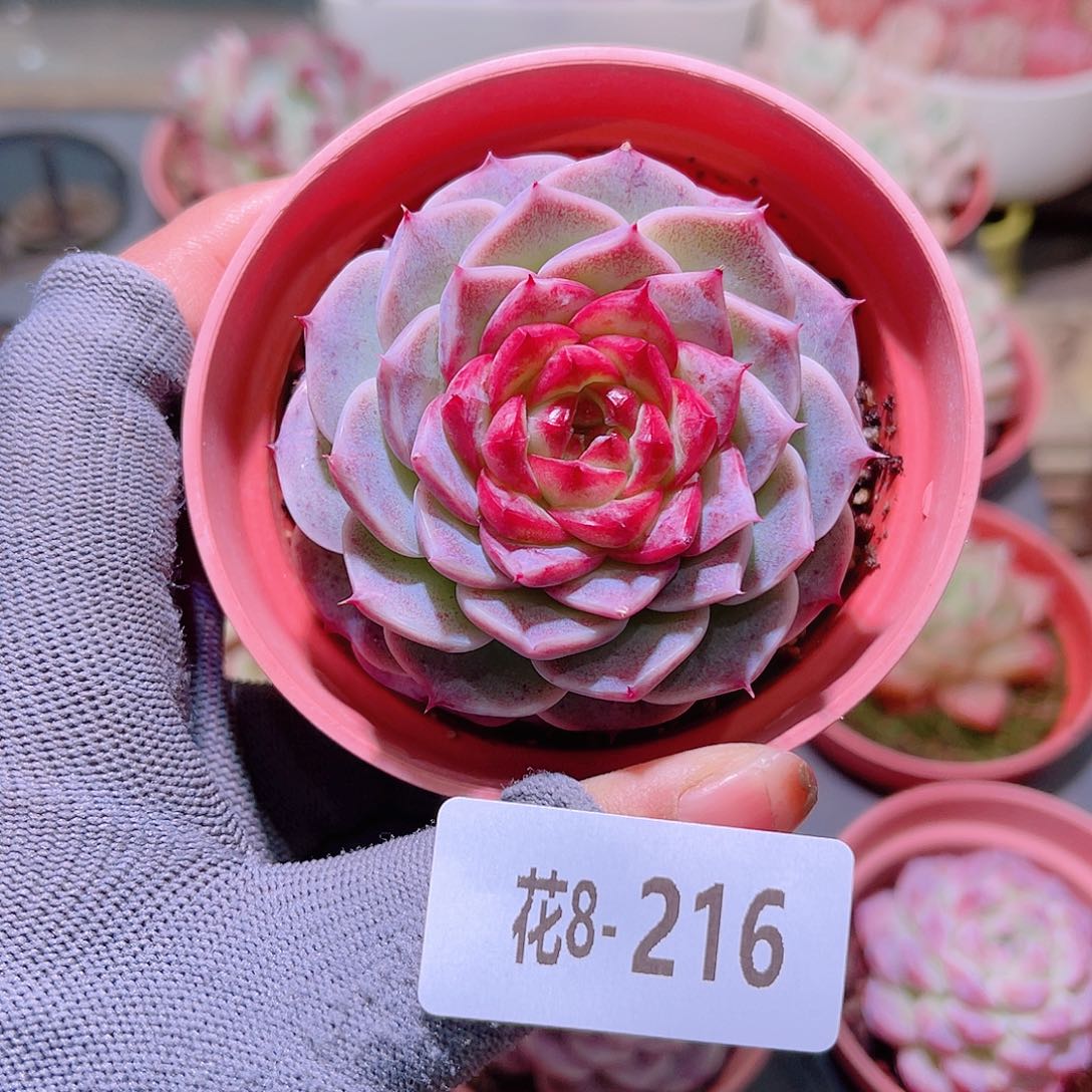 花08-216天鹅绒单头