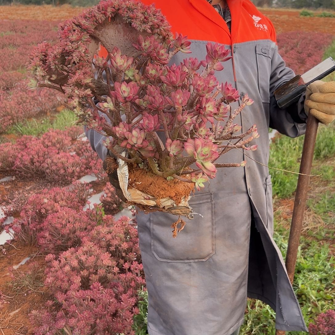 红稚莲缀化一棵发货
