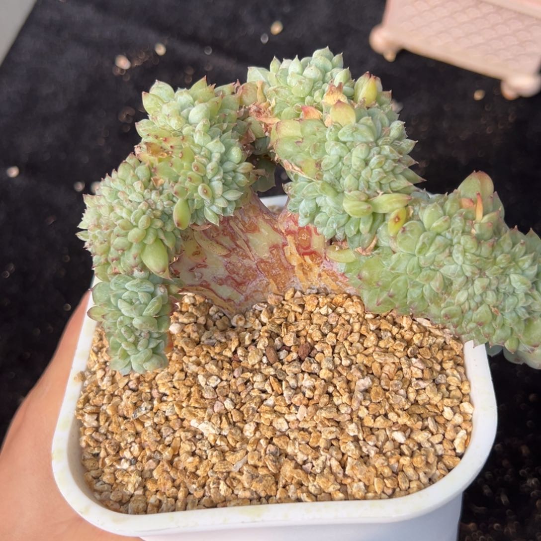 新年快乐 新年快乐