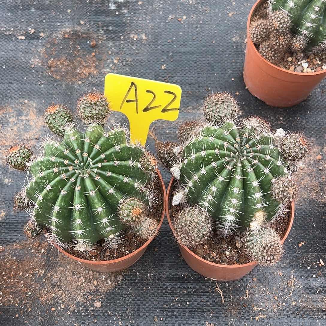 自根天际线2棵，偏远不包邮