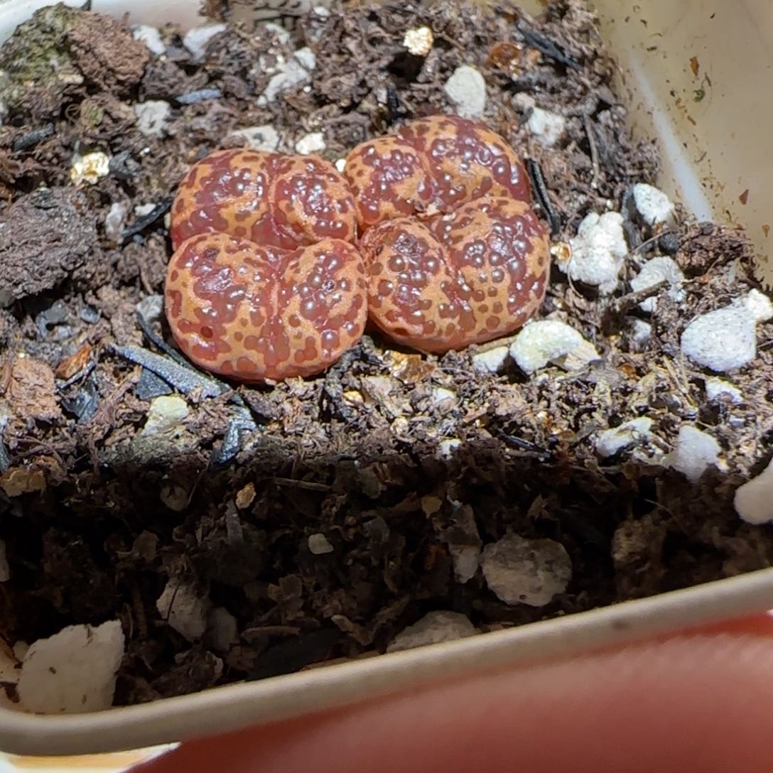 肉锥多肉植物组合-泡泡勋1443