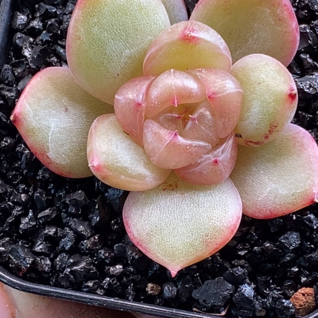 天官赐福百无禁忌