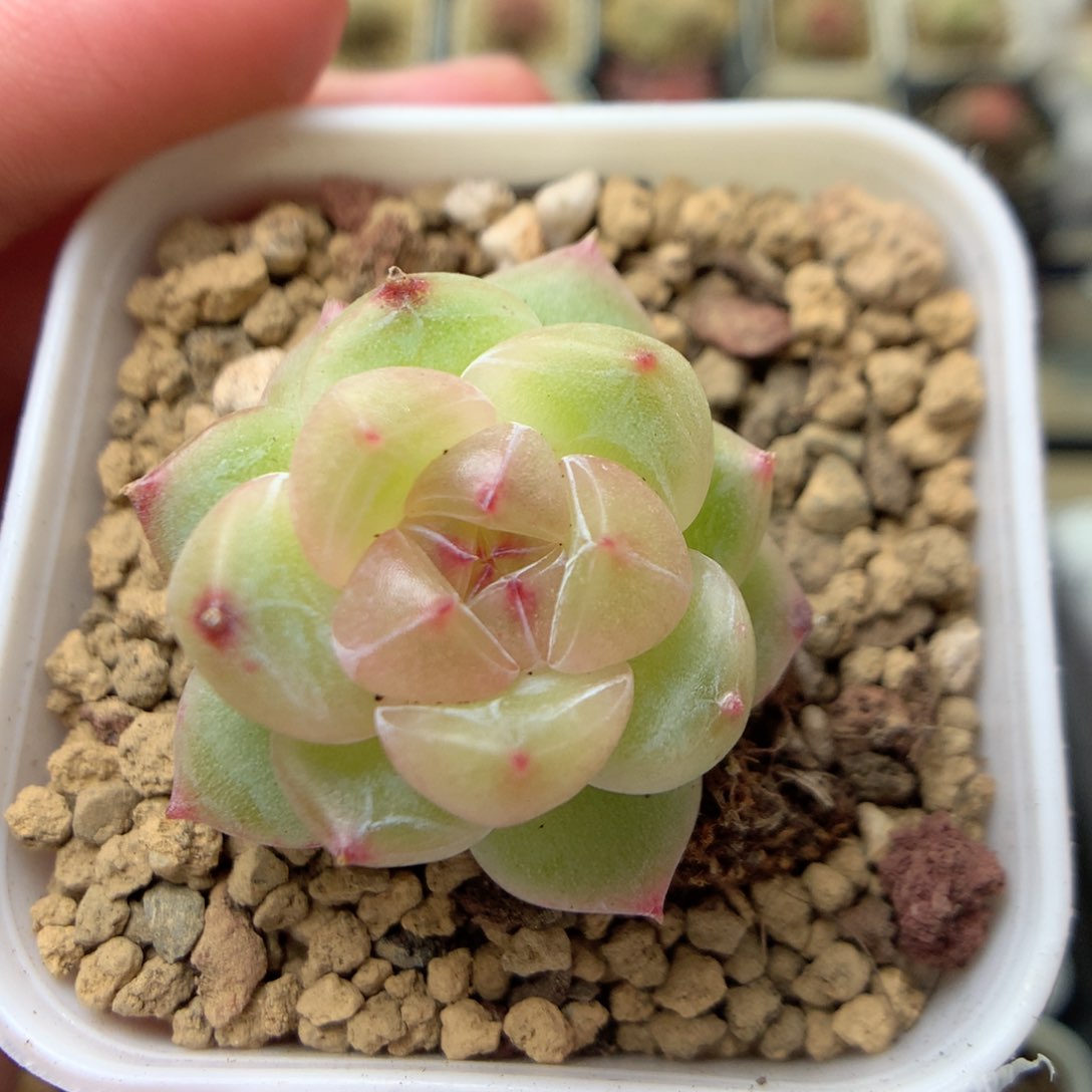 W107灯泡珍妮优选y y y y y y