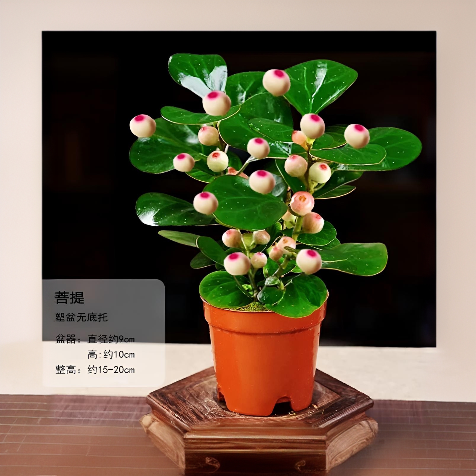 [带果发]老桩小盼菩提树盆景室内办公室四季结果好养桌面禅意绿植