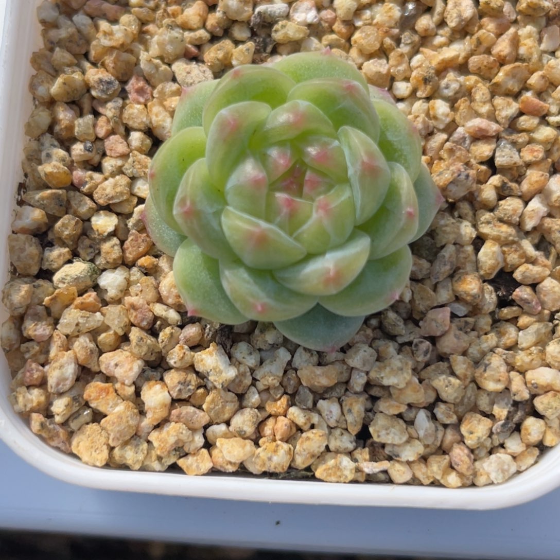 钮***肉Z1249优选珍妮专拍