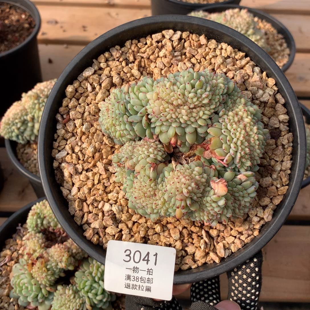 10厘米白胖子缀3041