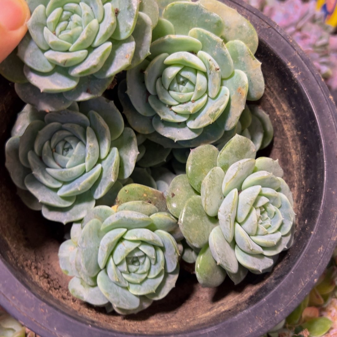 9颗 新年快乐 新年快乐