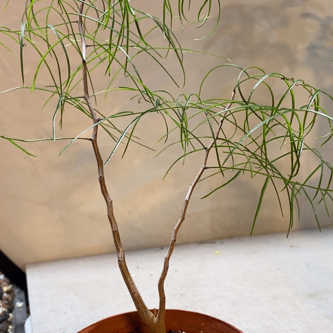 帕卡裂榄实生带盆