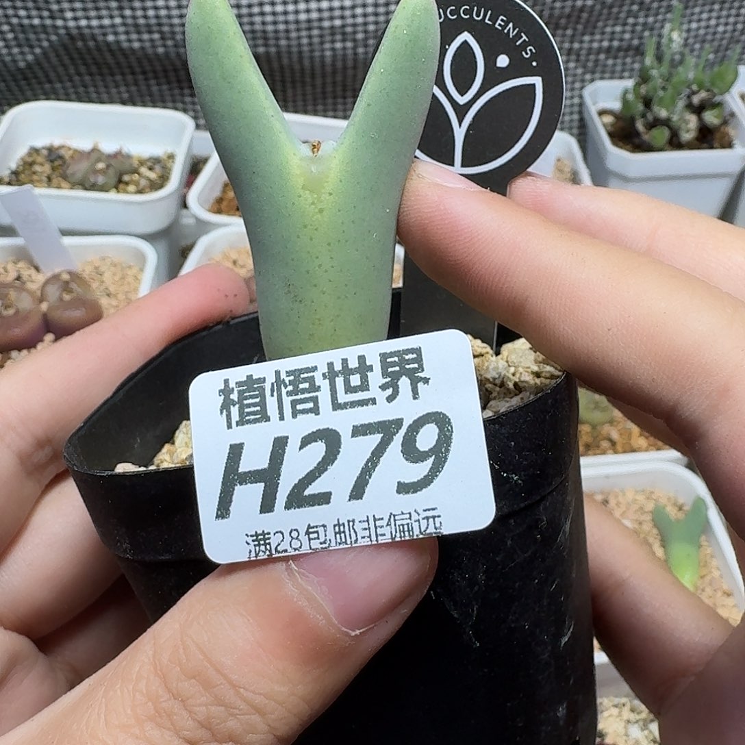 多肉植物的润泽vbnm