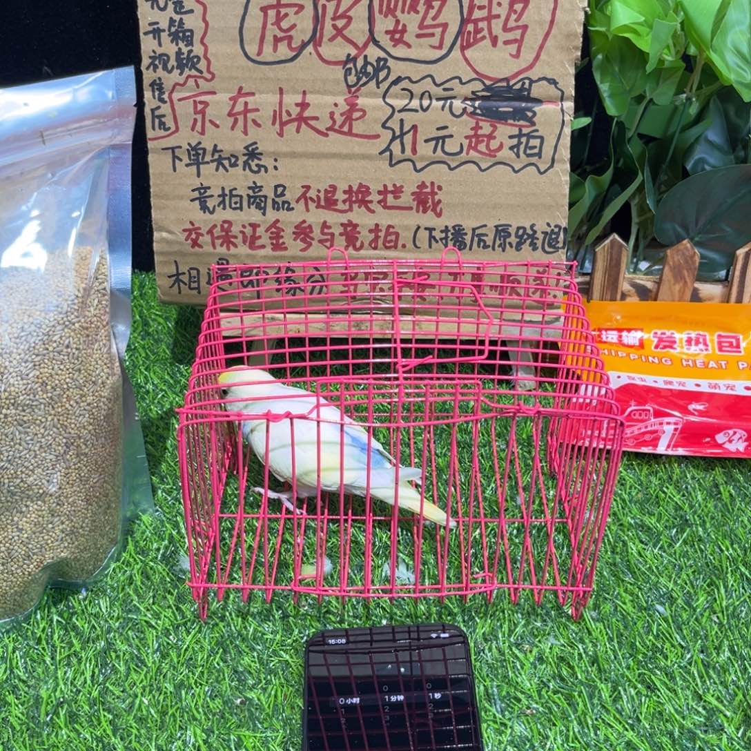 用***⁷虎皮鹦鹉金彩虎皮鹦鹉一只，一物一拍不退换竞拍