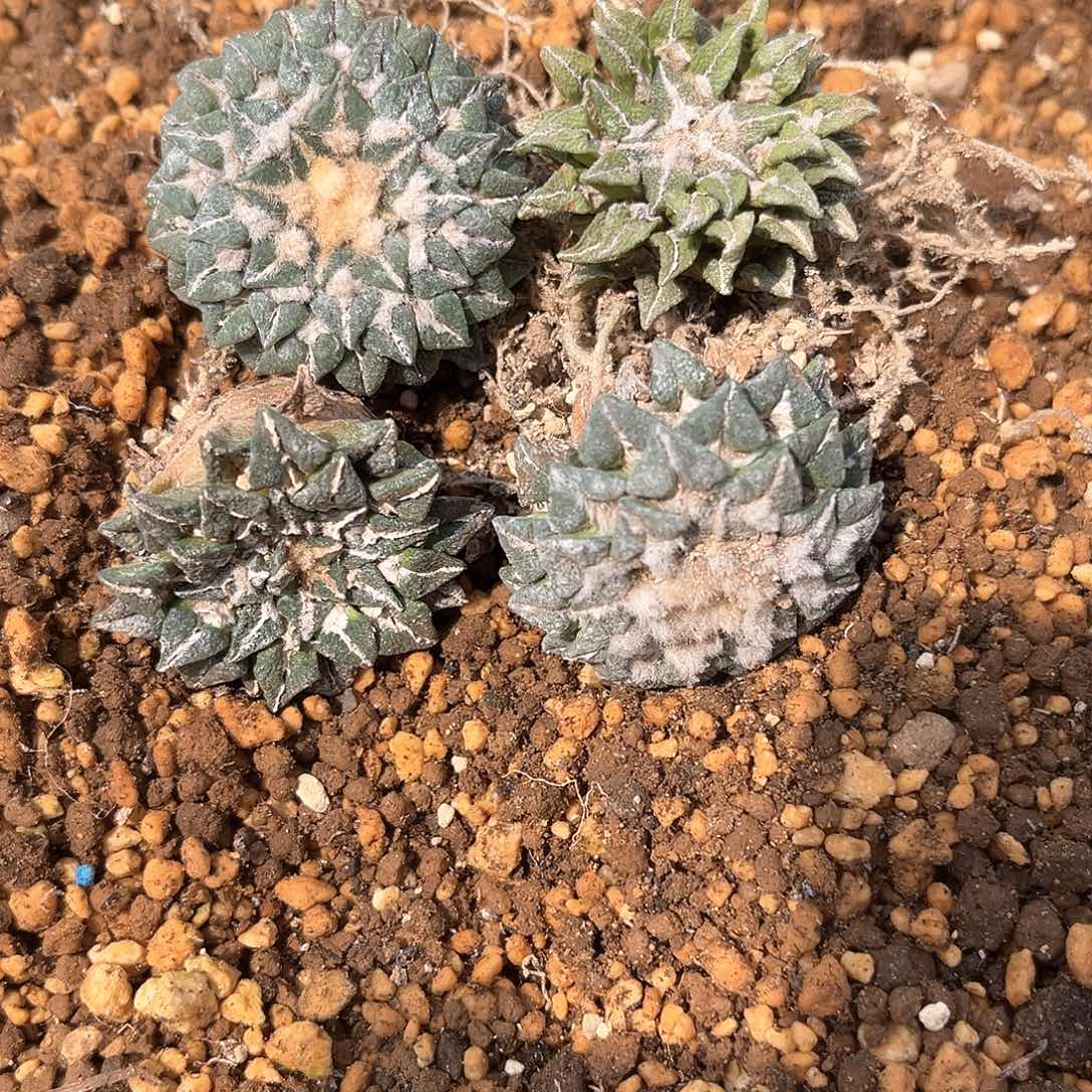 凉***开4个牡丹特价特价好好