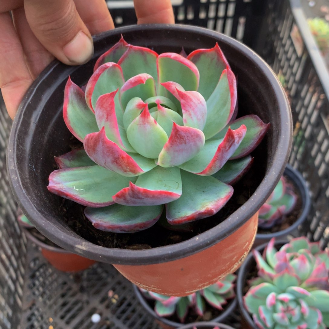 知****745 一物一拍一单包邮多肉