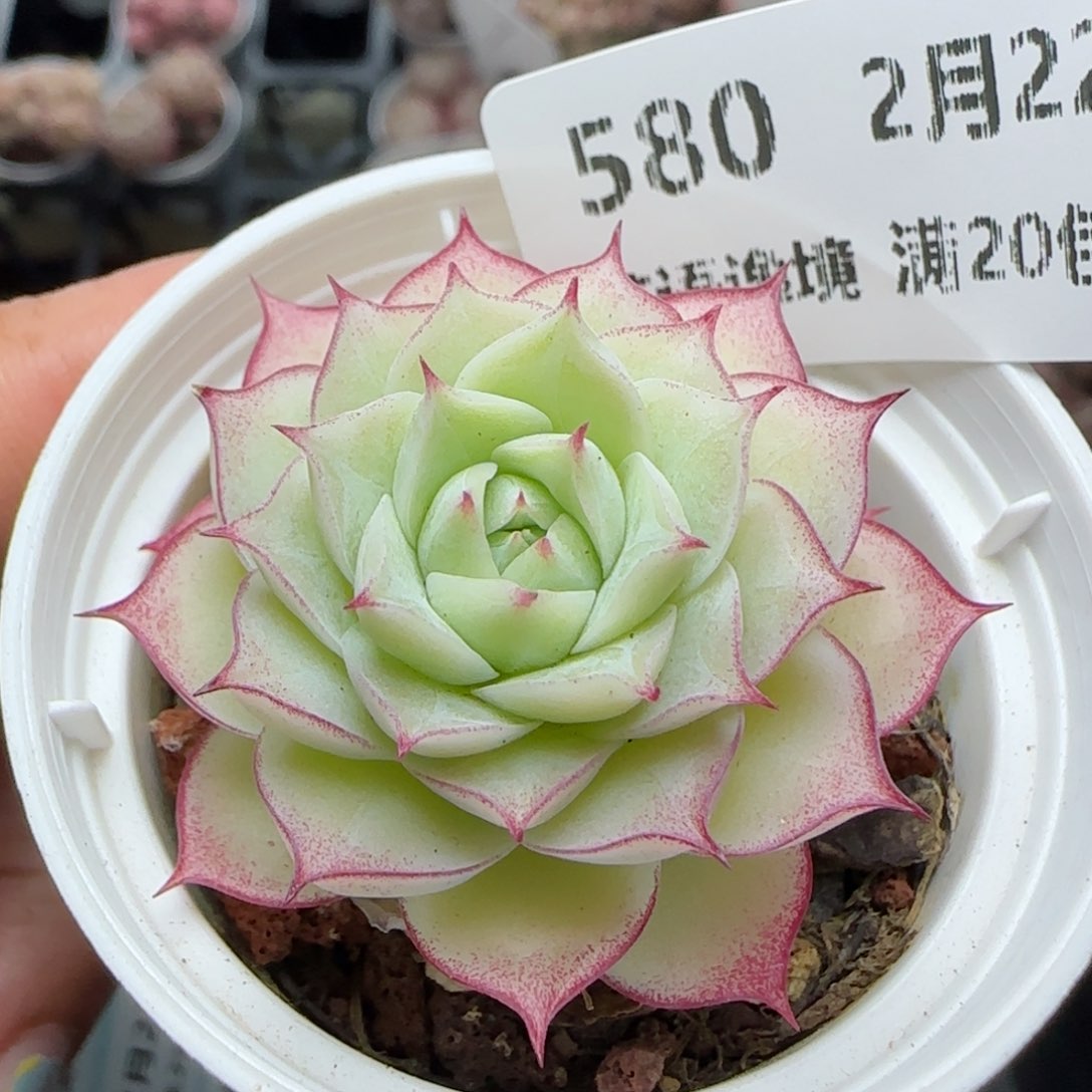 花语逸境0222-580