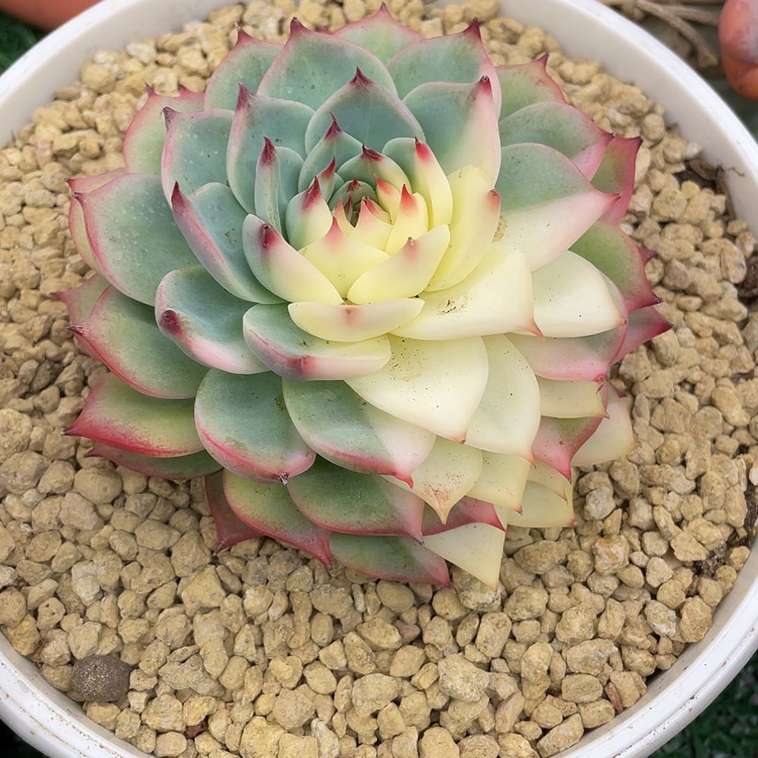 明***吉娃娃锦一物一拍