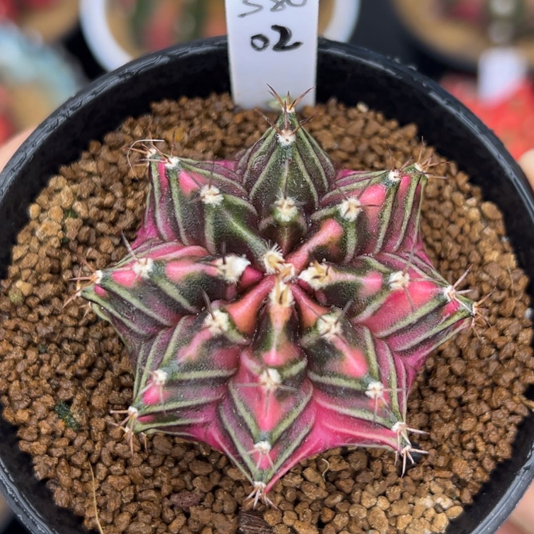 泰系实生米哈锦380