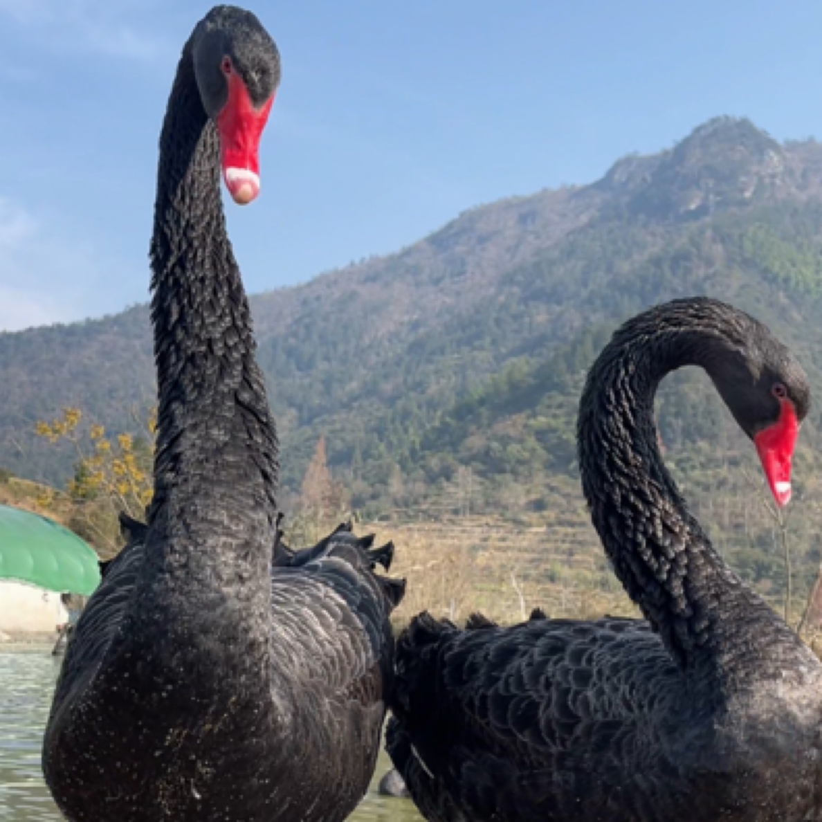 （蓝海黑天鹅）1个月左右宠物鸭鹅黑天鹅苗黑天鹅宠物