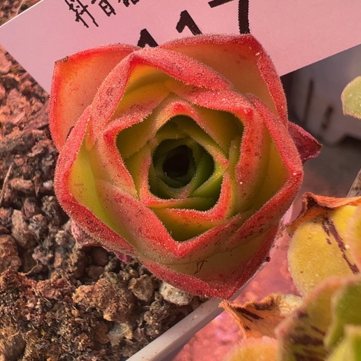 溯**?微桐x各种贵货 t117.     多肉