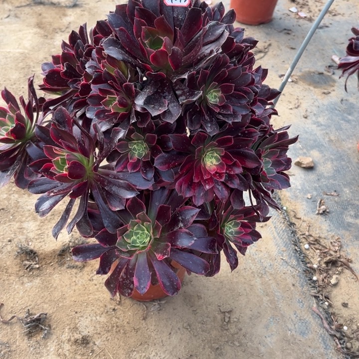 14-73金丝多肉植物