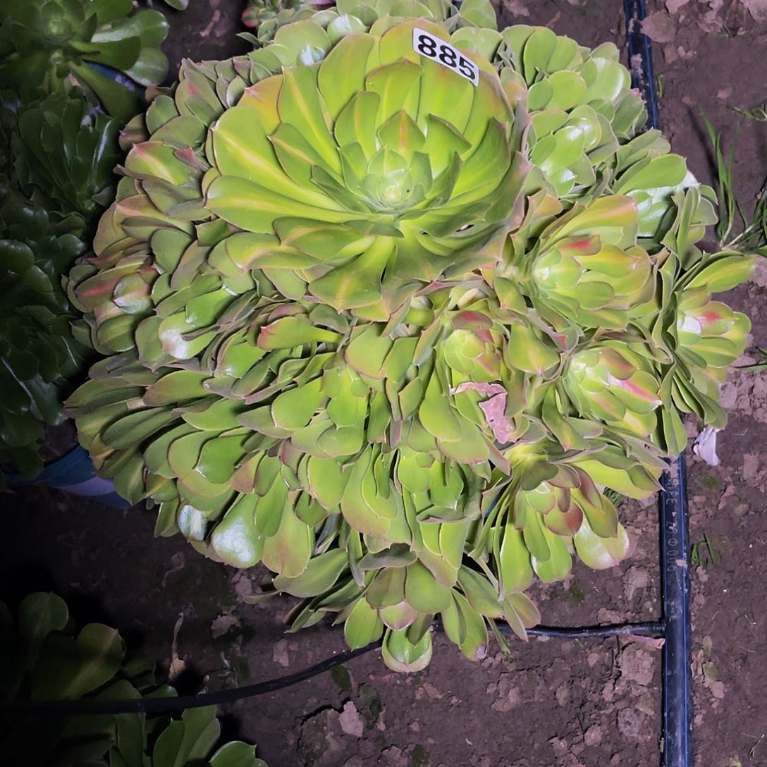 法师法师13/-12包邮法师n